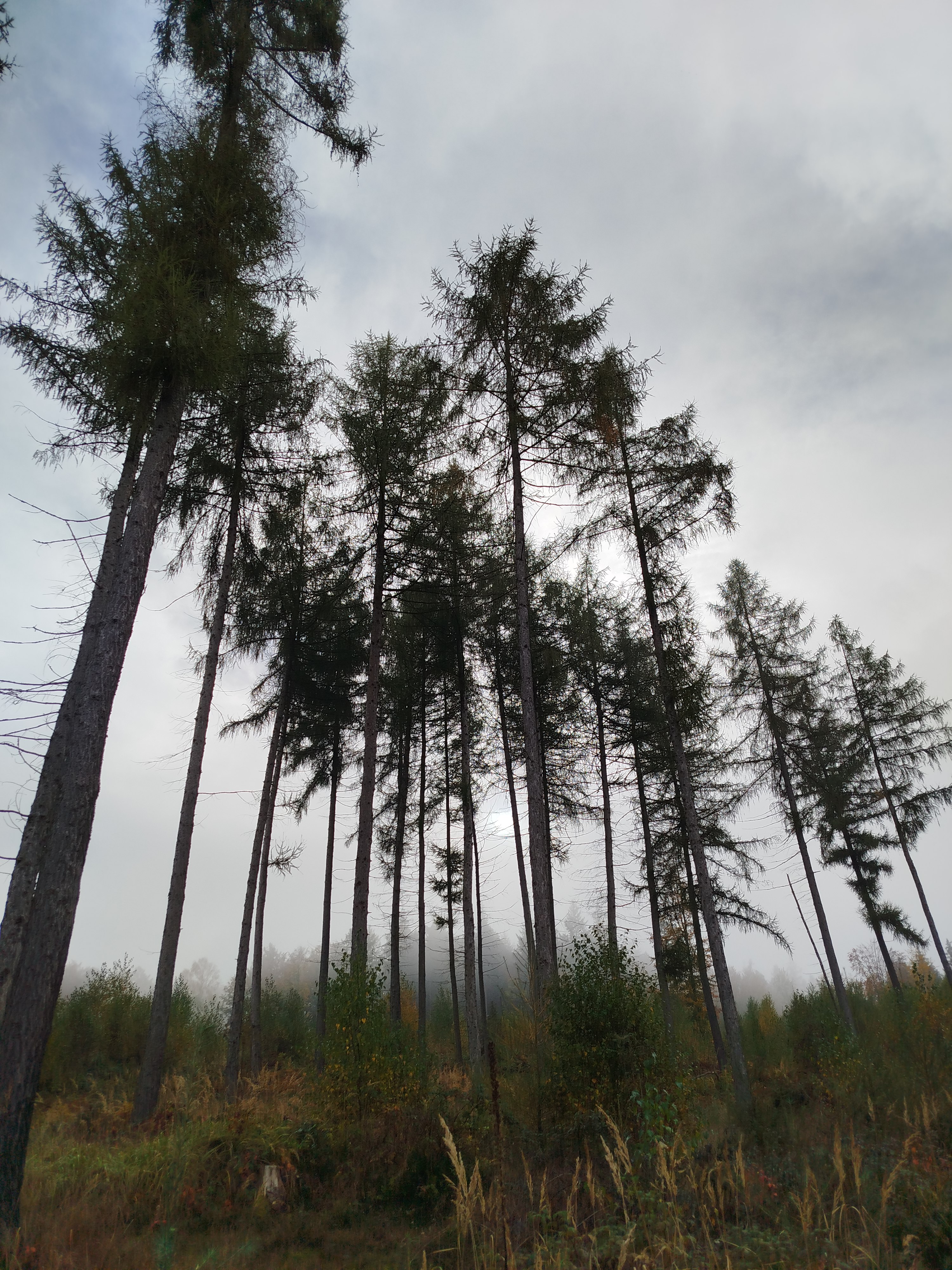Wald 2