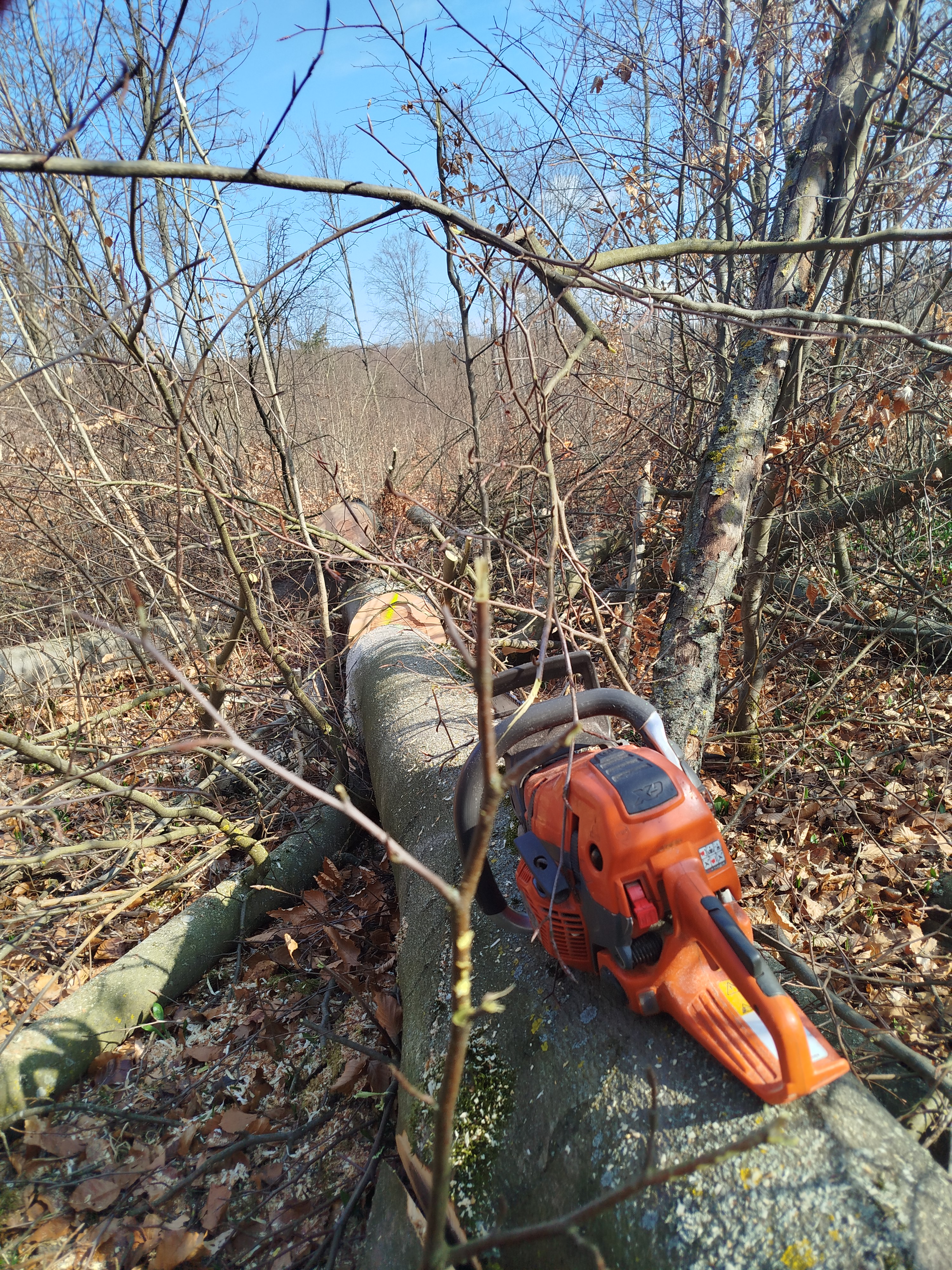 Wald 4